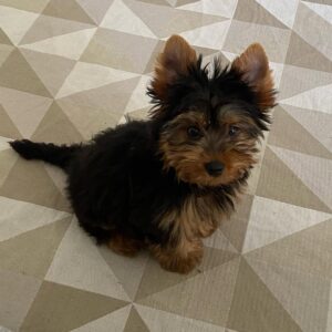 mini san pedro cactus