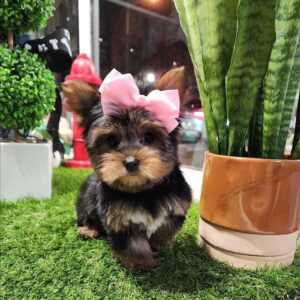 boncellensis secullant